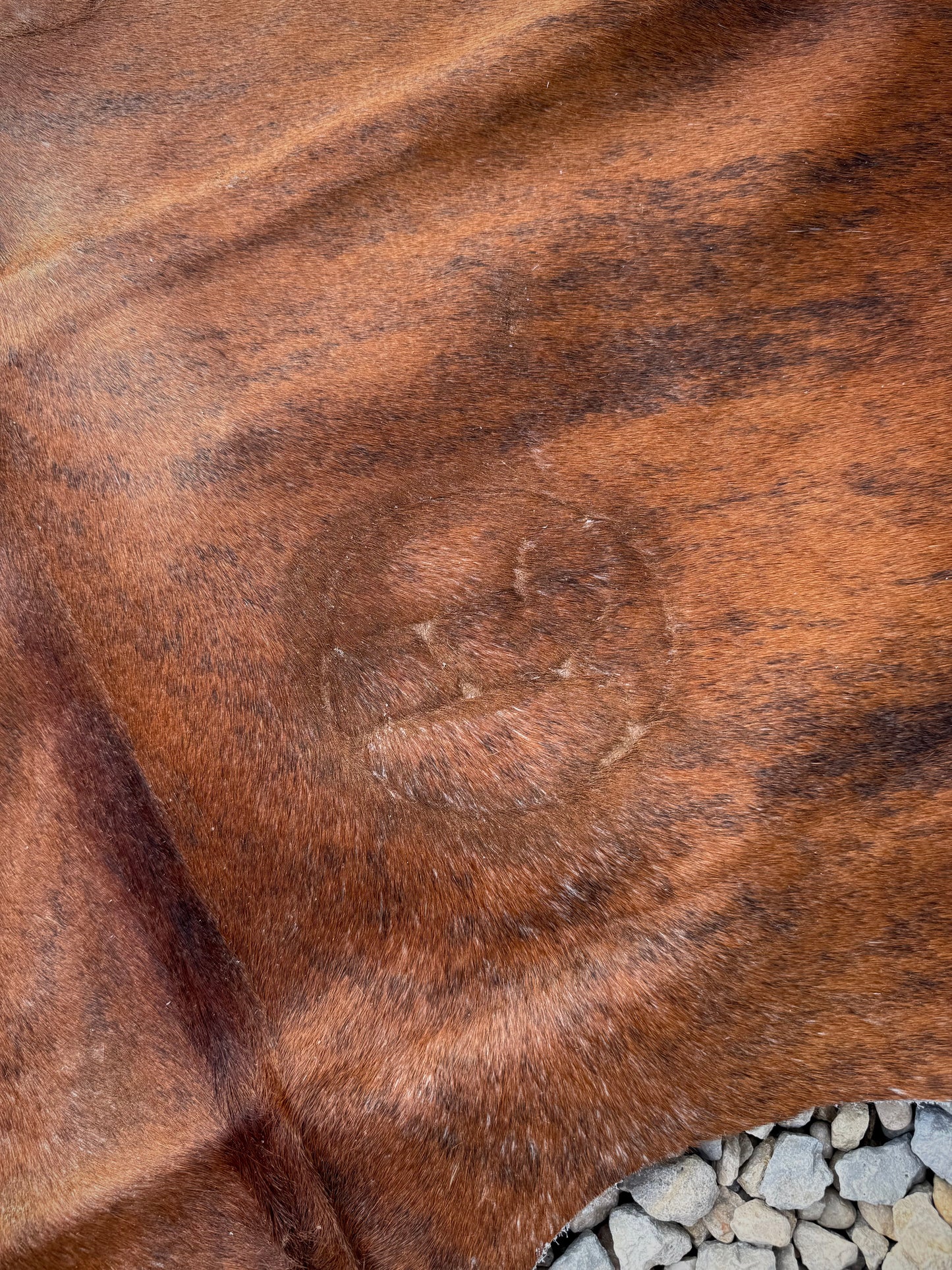 Jumbo Genuine Brown Cowhide Rug #4
