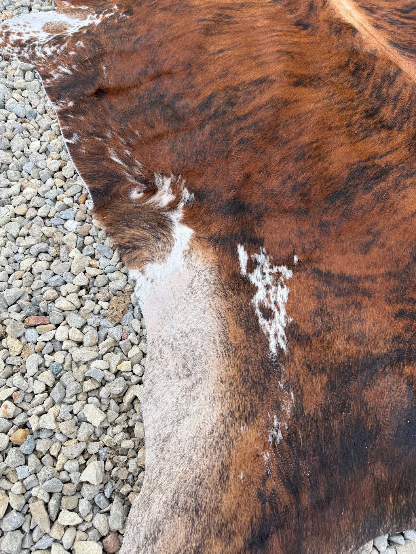 Tri-Color Spotted Genuine Jumbo Cowhide Rug #34