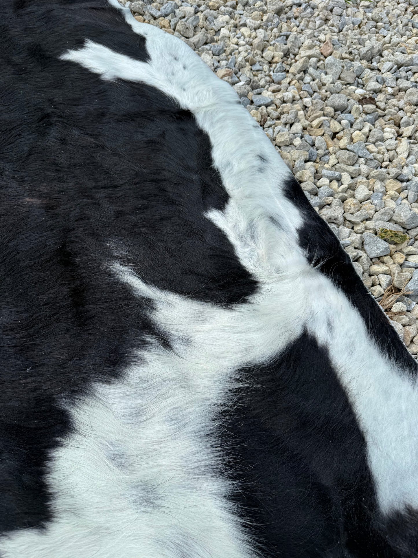 Jumbo Black White & Brown Spotted Genuine Cowhide Rug #17